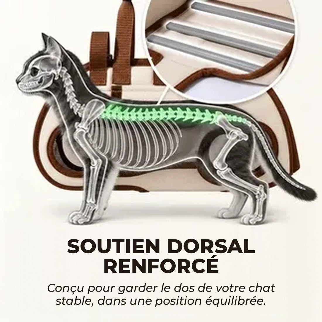 Soutien dorsal renforcé pour le chat