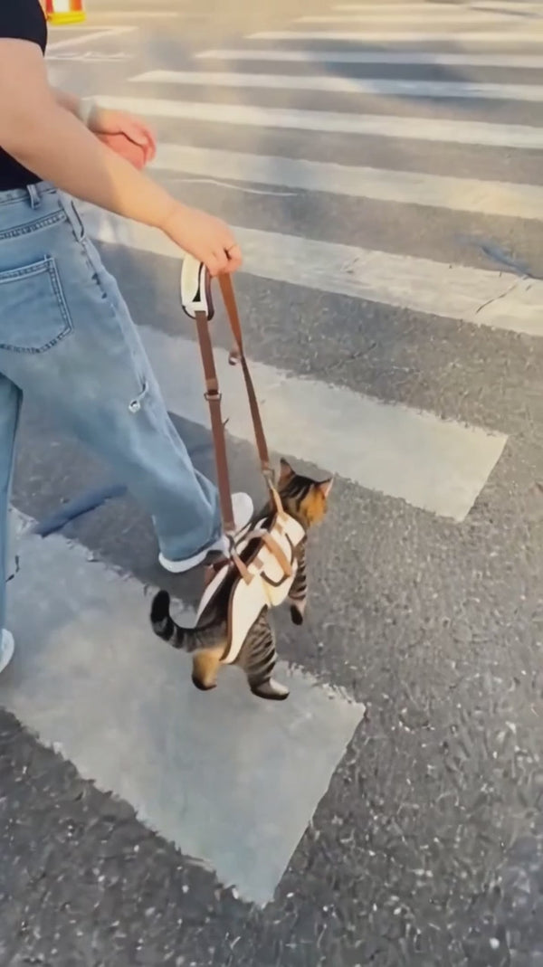Chat porté en bandoulière en traversant la rue
