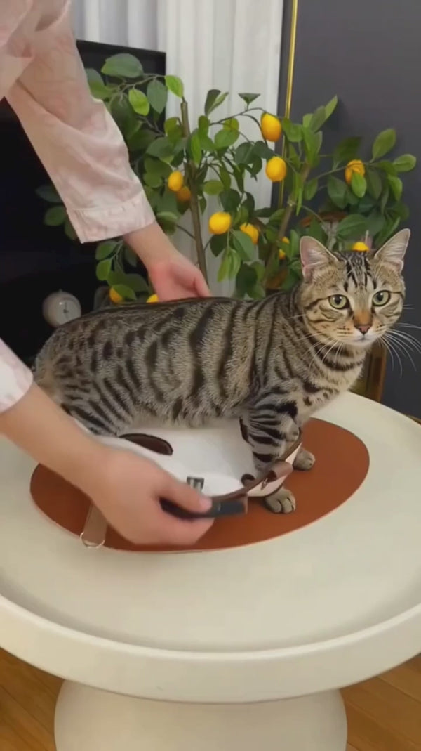 Fermeture de la boucle du harnais sur le dos du chat